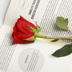 A vibrant red rose placed on an open book, symbolizing romance and literature.