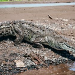 A large crocodile rests by the riverbank under the sun, showcasing its powerful physique in the wild.