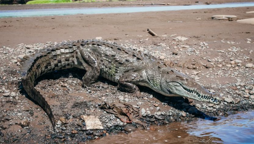 A large crocodile rests by the riverbank under the sun, showcasing its powerful physique in the wild.